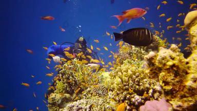 珊瑚礁红色<strong>的</strong>海阿布<strong>配音</strong>静态视频美丽<strong>的</strong>水下景观热带鱼珊瑚生活珊瑚礁埃及